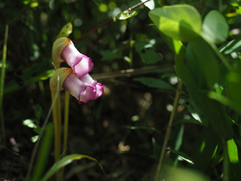 nanbangiseru20090534