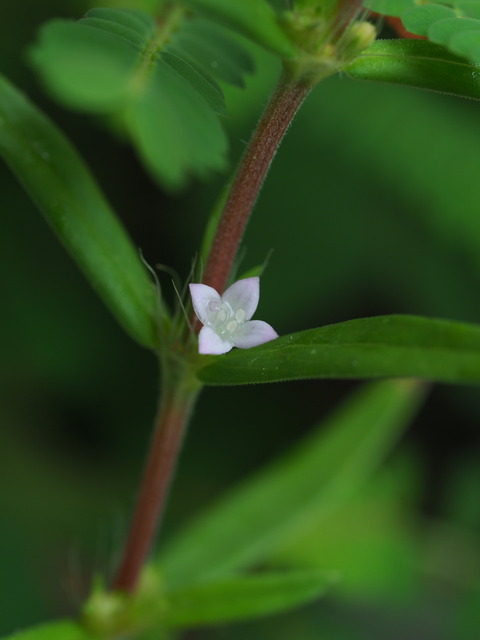 ohutabamugura19082807