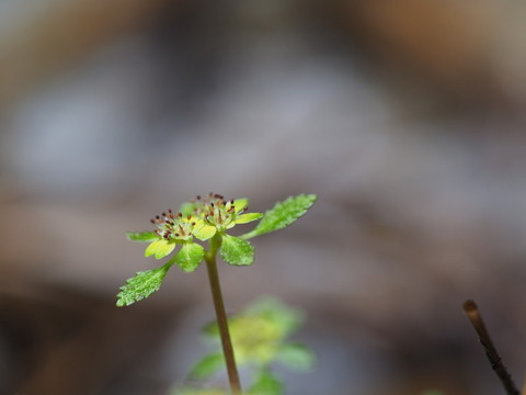 nekonome15042125