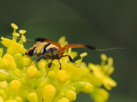 hiroobihigenaga230914172