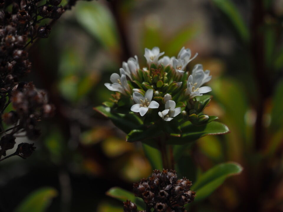 海に咲く花 ハマボッス おもひぐさ