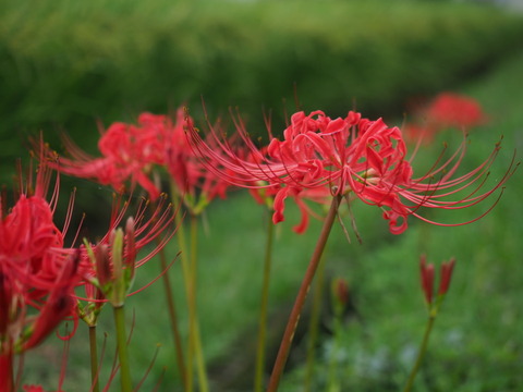 manjusyage20091812