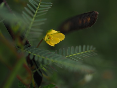 kawaraketumei19101315