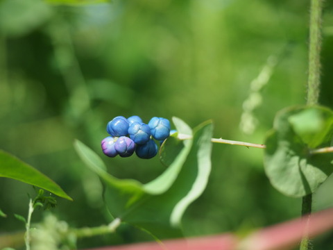 isimikawa19091413