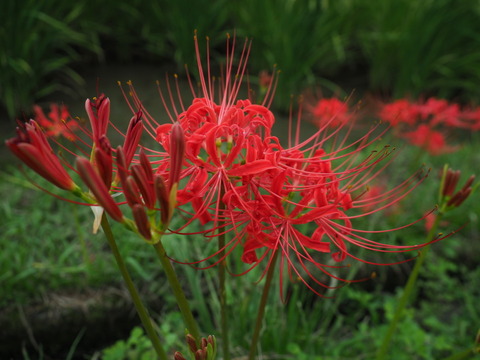 manjusyage20091819