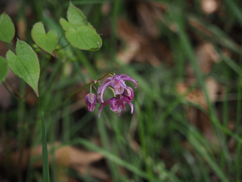 ikariso24040714