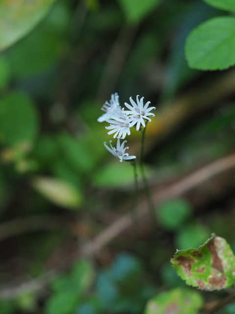 kikohaguma20111612