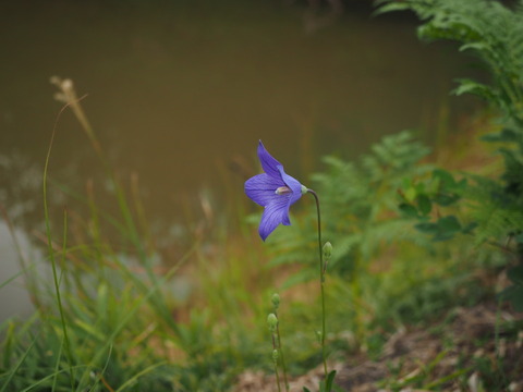 kikyo20093005