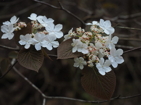 okamenoki200410048