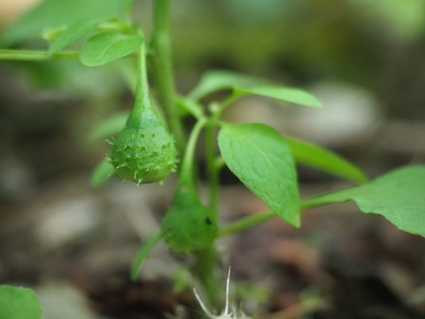 igahozuki20100503