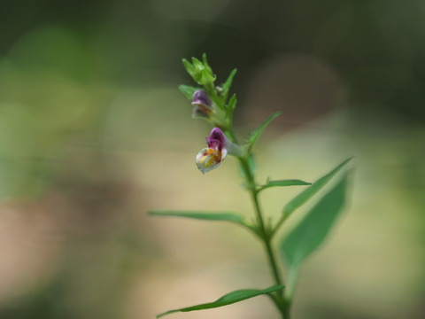 sikokumamakona20082513