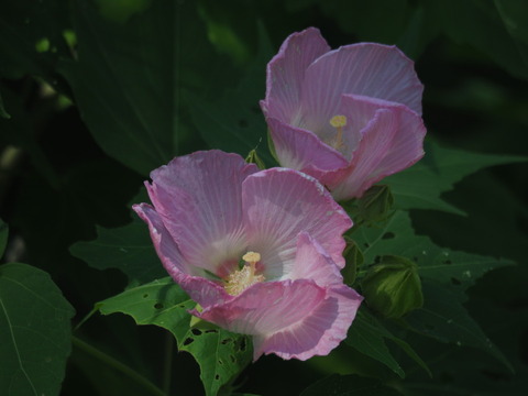 suihuyo20083104