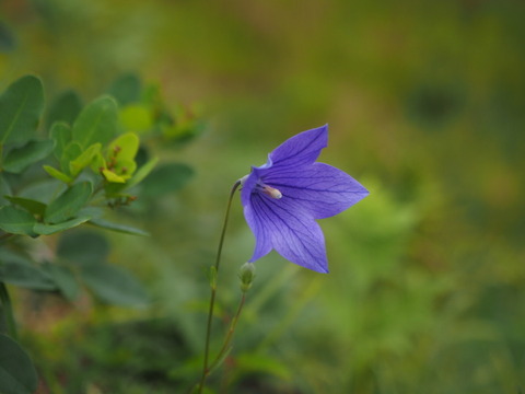 kikyo20093003
