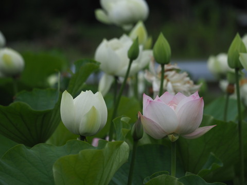 hasu20070808