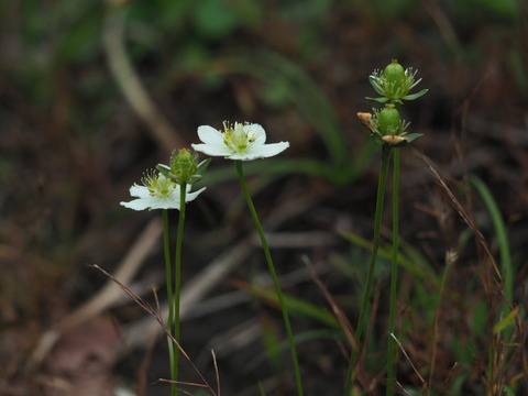 umebatiso20101261