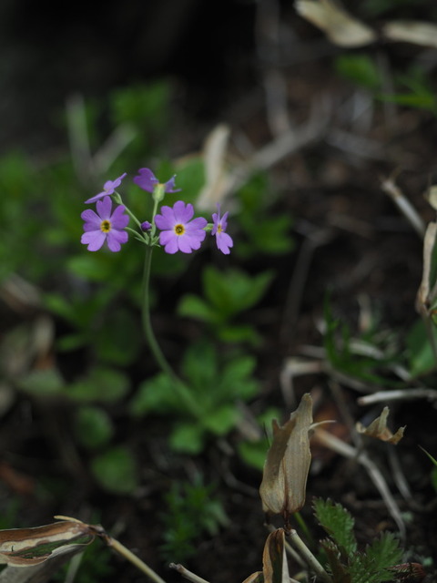 yukiwariso19071009