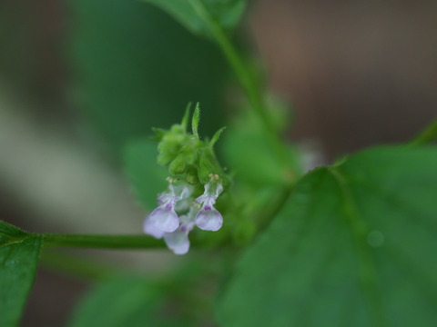 nigakusa20082204