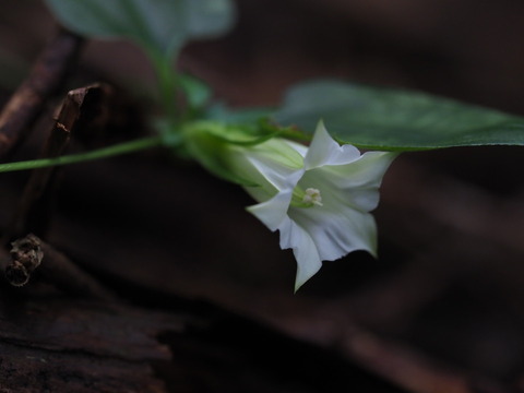 tururindo20091215