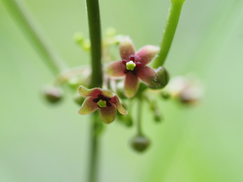 okamomeduru200615138