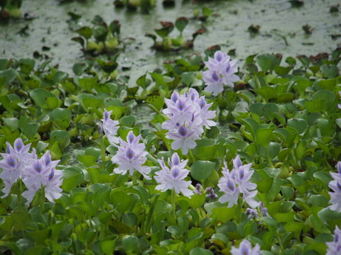 hoteiaoi20071202