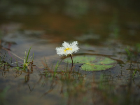 gagabuta20093033