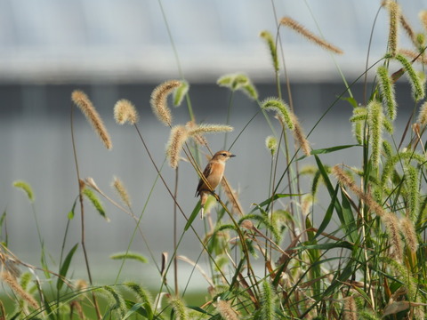 nobitaki201013085