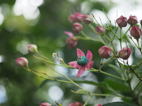 kusagi20091005