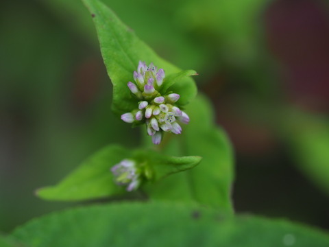 tanisoba20091226