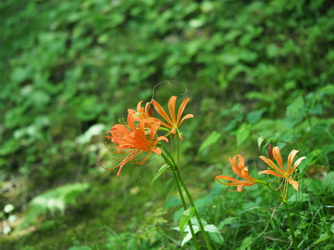 okitunenokamisori180712001