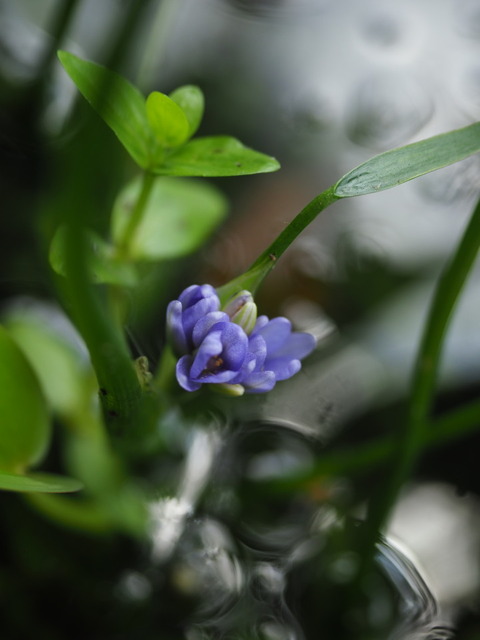 konagi20090529