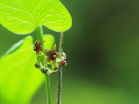 okamomeduru20061246