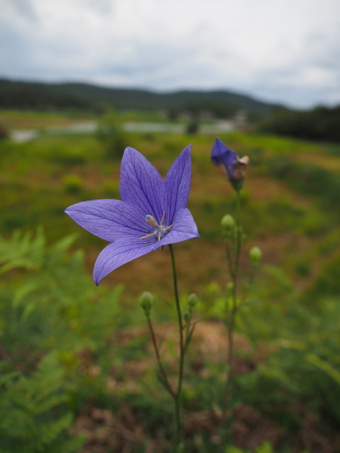 kikyo20093022