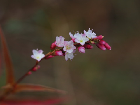 sakuratade201104126