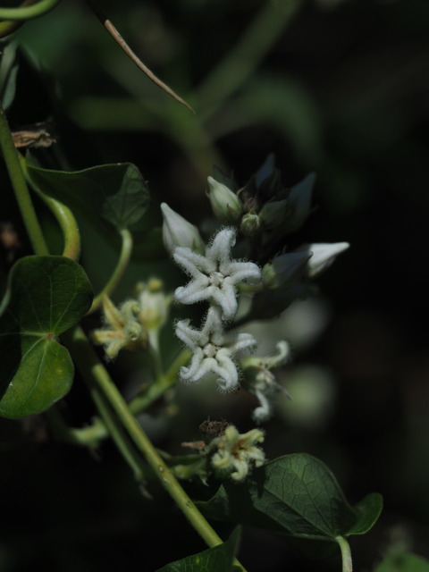gagaimo20081905