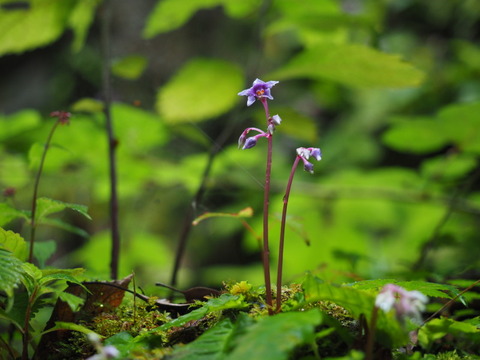 iwatabako140727300