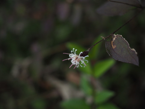 koyaboki18110105