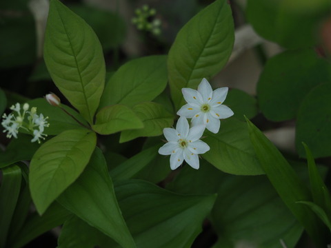 tumatoriso19071204