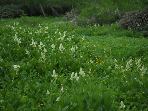kobaikeiso19071210