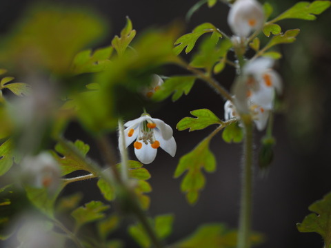 saikokusabanoo190417010