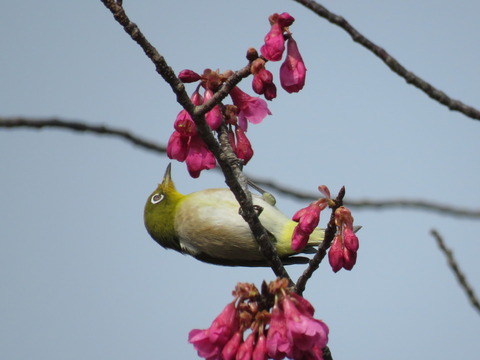 mejiro17031930