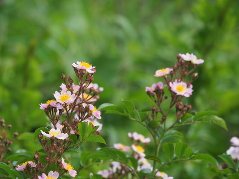 tukusiibara20052511