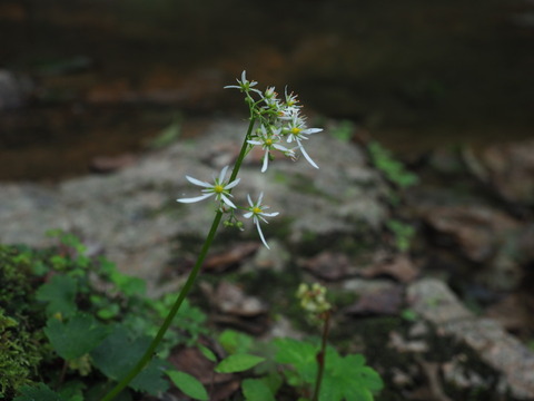 daimonjiso20100545