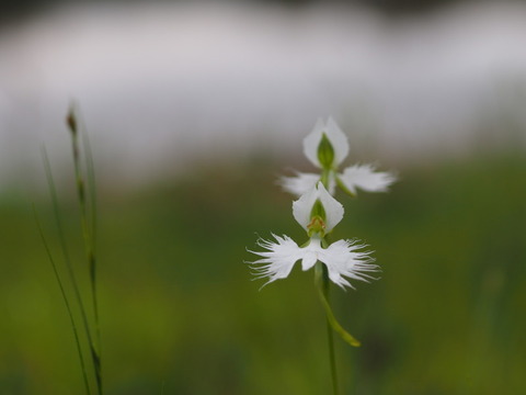 sagiso150819046