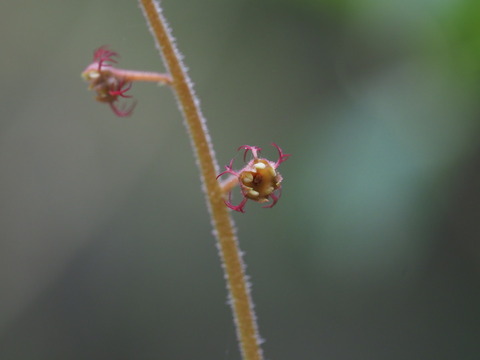 charumeruso20041028