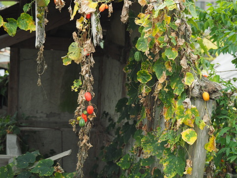 karasuuri20093001