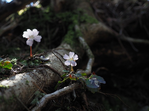 iwautiwa19041627