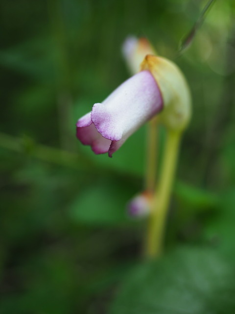 nanbangiseru20090509