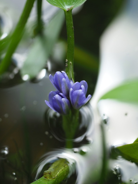 konagi20090533