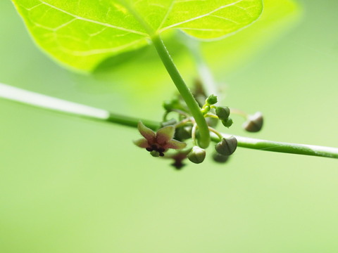 okamomeduru200615103