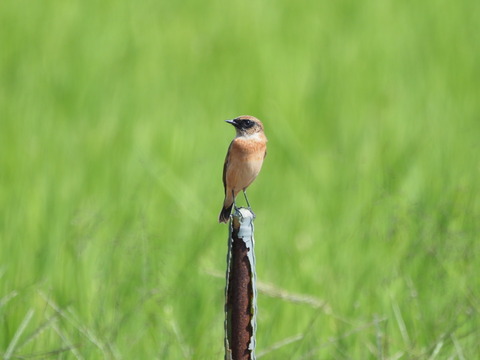 nobitaki201013052